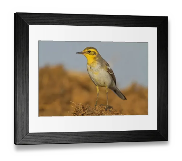 Framed Print : Citrine Wagtail (Motacilla citreola), Lesvos, Greece Framed Print : Citrine Wagtail (Motacilla citreola), Lesvos, Greece