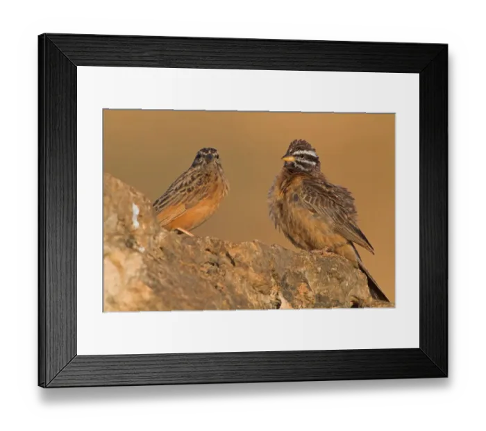 Framed Print : Cinnamon-breasted Bunting (Emberiza tahapisi), Oman Framed Print : Cinnamon-breasted Bunting (Emberiza tahapisi), Oman