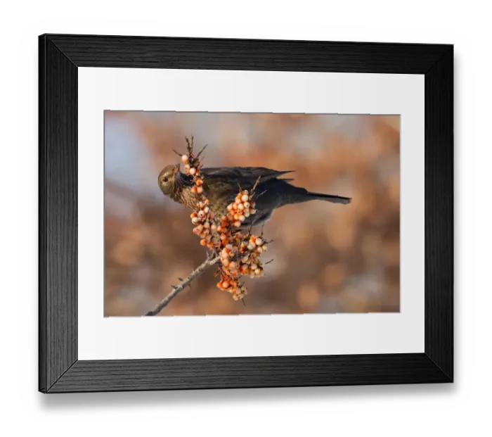 Framed Print : Common Blackbird (Turdus merula) female, Saxony-Anhalt, Germany Framed Print : Common Blackbird (Turdus merula) female, Saxony-Anhalt, Germany