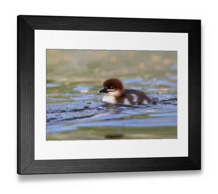 Framed Print : Common Merganser (Mergus merganser) chick, Mecklenburg-Western Pomerania, Germany Framed Print : Common Merganser (Mergus merganser) chick, Mecklenburg-Western Pomerania, Germany