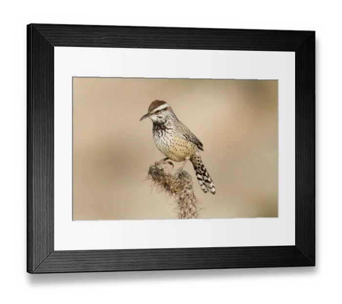 Framed Print : Cactus Wren (Campylorhynchus brunneicapillus), California, USA Framed Print : Cactus Wren (Campylorhynchus brunneicapillus), California, USA