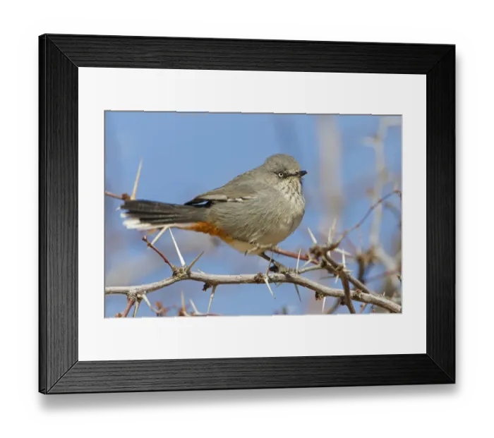 Framed Print : Chestnut-vented Warbler (Sylvia subcoerulea), Northern Cape, Kgalagadi Transfrontier Park Framed Print : Chestnut-vented Warbler (Sylvia subcoerulea), Northern Cape, Kgalagadi Transfrontier Park
