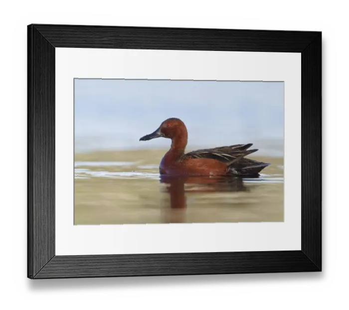 Framed Print : Cinnamon Teal (Spatula cyanoptera) male, British Columbia, Canada Framed Print : Cinnamon Teal (Spatula cyanoptera) male, British Columbia, Canada