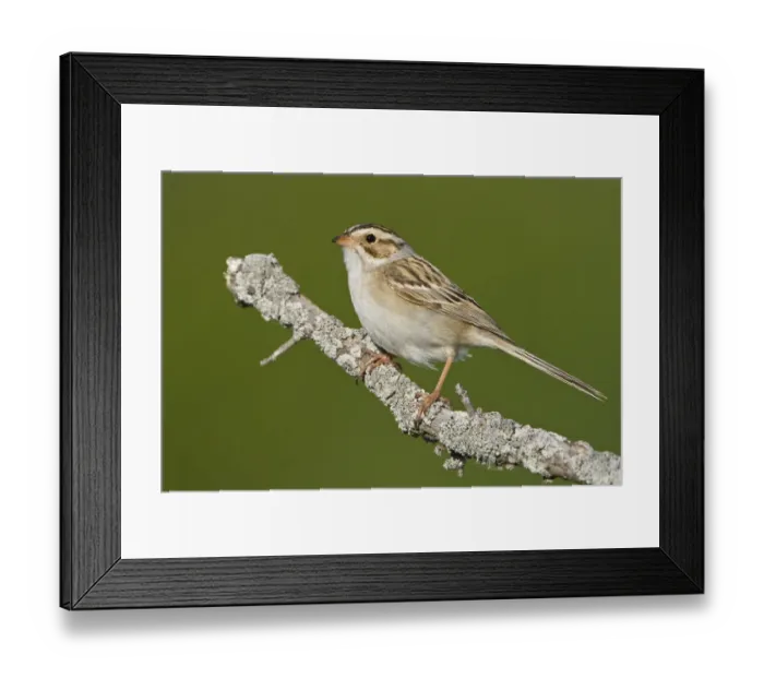 Framed Print : Clay-colored Sparrow (Spizella pallida), Manitoba, Canada Framed Print : Clay-colored Sparrow (Spizella pallida), Manitoba, Canada