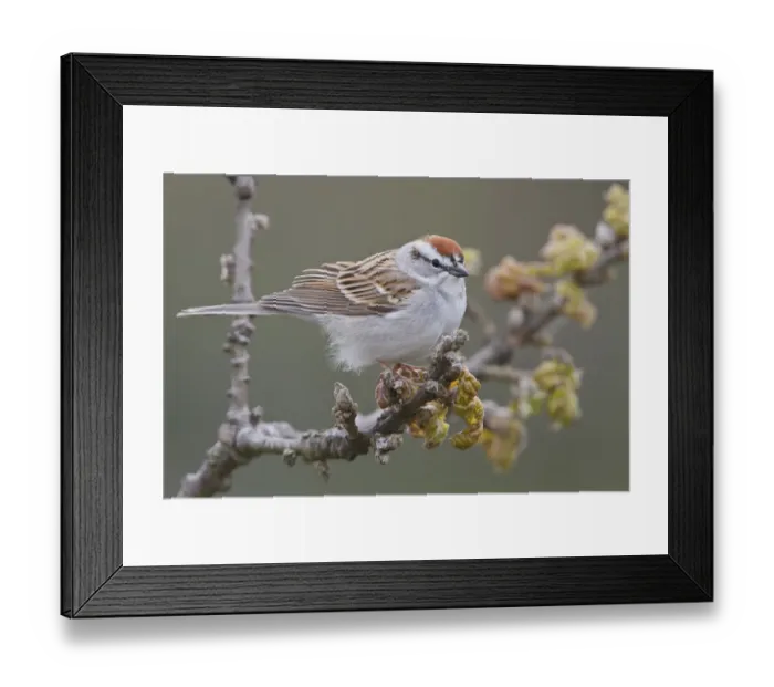 Framed Print : Chipping Sparrow (Spizella passerina), British Columbia, Canada Framed Print : Chipping Sparrow (Spizella passerina), British Columbia, Canada
