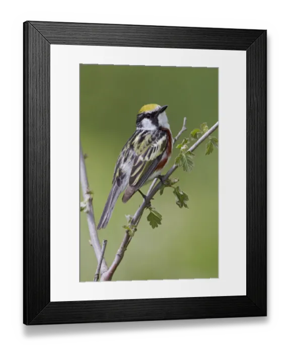 Framed Print : Chestnut-sided Warbler (Setophaga pensylvanica), Ontario, Canada