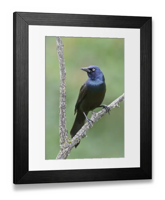 Framed Print : Common Grackle (Quiscalus quiscula), Ontario, Canada Framed Print : Common Grackle (Quiscalus quiscula), Ontario, Canada