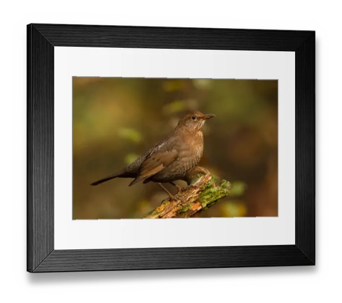 Framed Print : Common Blackbird (Turdus merula) female, Utrecht, The Netherlands Framed Print : Common Blackbird (Turdus merula) female, Utrecht, The Netherlands