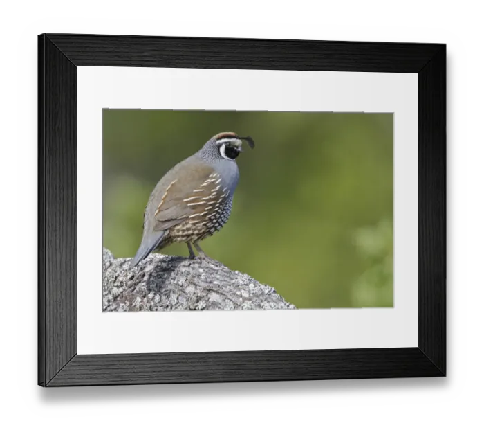 Framed Print : California Quail (Callipepla californica) male, British Columbia, Canada