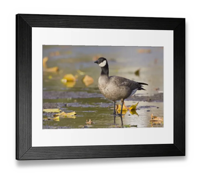 Framed Print : Cackling Goose (Branta hutchinsii), British Columbia, Canada Framed Print : Cackling Goose (Branta hutchinsii), British Columbia, Canada