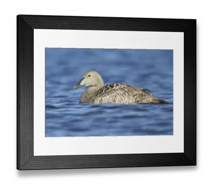 Framed Print : Common Eider (Somateria mollissima) female, Manitoba, Canada Framed Print : Common Eider (Somateria mollissima) female, Manitoba, Canada