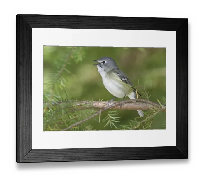 Framed Print : Cassins Vireo (Vireo cassinii) singing, British Columbia, Canada Framed Print : Cassins Vireo (Vireo cassinii) singing, British Columbia, Canada