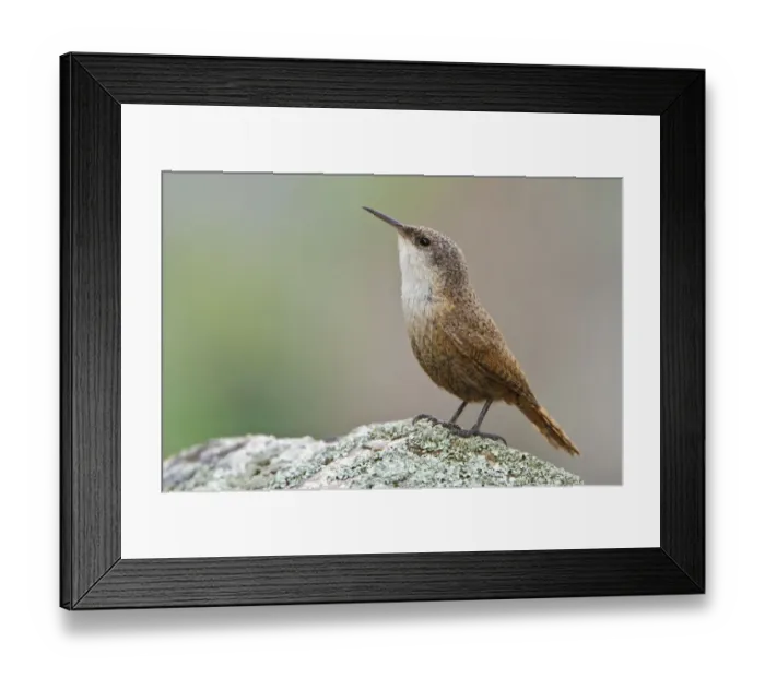 Framed Print : Canyon Wren (Catherpes mexicanus), British Columbia, Canada Framed Print : Canyon Wren (Catherpes mexicanus), British Columbia, Canada