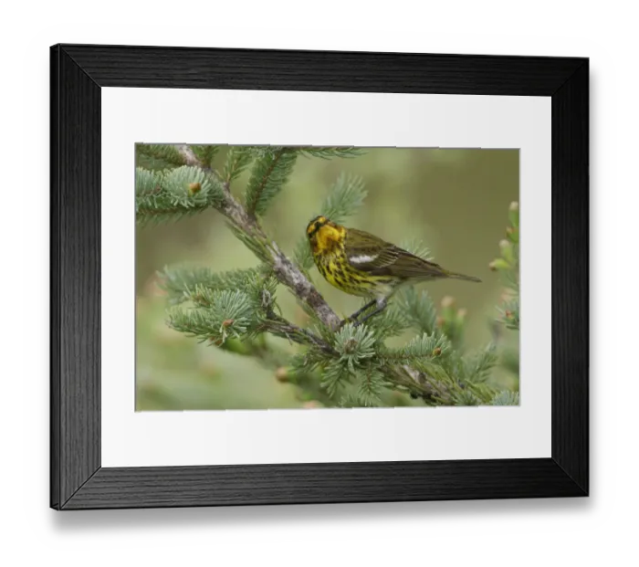Framed Print : Cape May Warbler (Setophaga tigrina), Manitoba, Canada Framed Print : Cape May Warbler (Setophaga tigrina), Manitoba, Canada