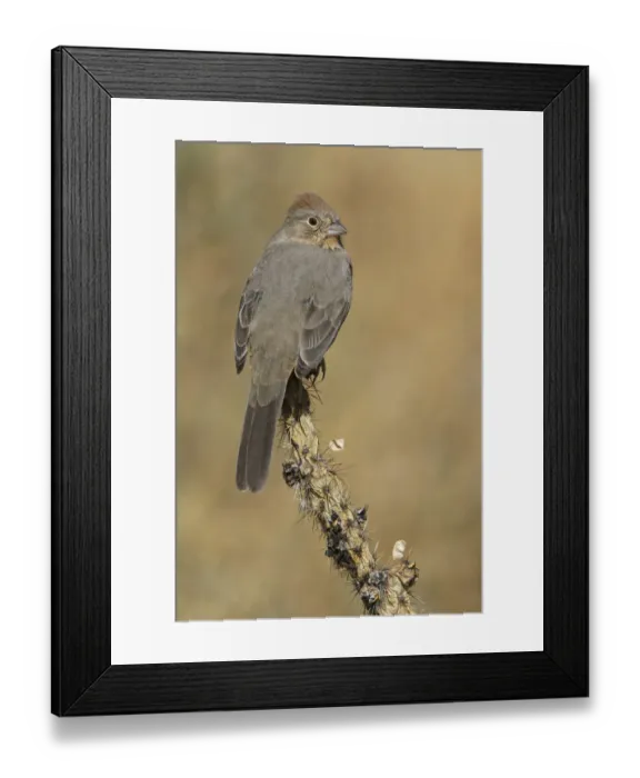 Framed Print : Canyon Towhee (Melozone fusca), New Mexico, USA Framed Print : Canyon Towhee (Melozone fusca), New Mexico, USA