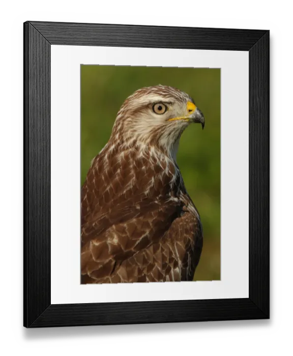 Framed Print : Common Buzzard (Buteo buteo), Zurich, Switzerland Framed Print : Common Buzzard (Buteo buteo), Zurich, Switzerland