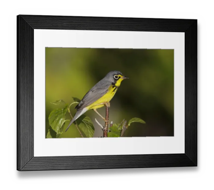 Framed Print : Canada Warbler (Cardellina canadensis), Maine, USA Framed Print : Canada Warbler (Cardellina canadensis), Maine, USA