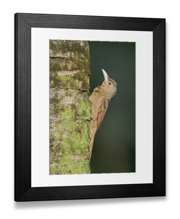 Framed Print : Cinnamon-throated Woodcreeper (Dendrexetastes rufigula), Manu National Park, Peru Framed Print : Cinnamon-throated Woodcreeper (Dendrexetastes rufigula), Manu National Park, Peru