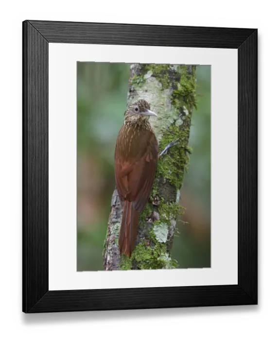 Framed Print : Buff-throated Woodcreeper (Xiphorhynchus guttatus), Manu National Park, Peru Framed Print : Buff-throated Woodcreeper (Xiphorhynchus guttatus), Manu National Park, Peru