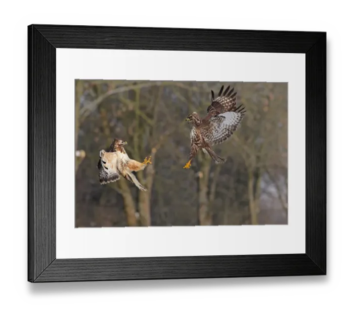 Framed Print : Common Buzzard (Buteo buteo) flying, Baden-Wuerttemberg, Germany Framed Print : Common Buzzard (Buteo buteo) flying, Baden-Wuerttemberg, Germany