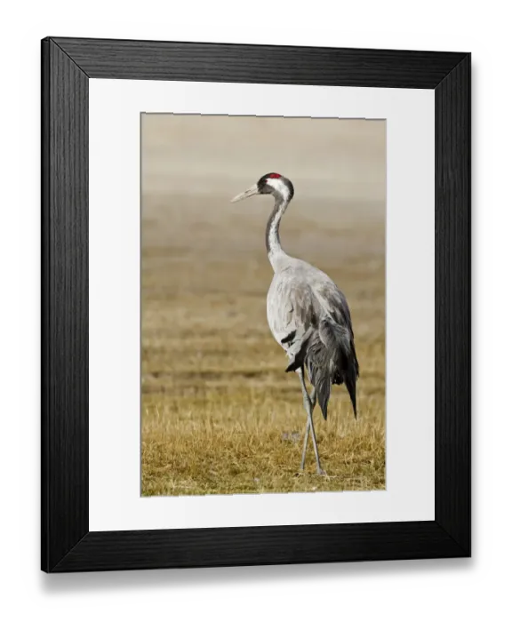 Framed Print : Common Crane (Grus grus), Laguna de Gallocanta, Spain Framed Print : Common Crane (Grus grus), Laguna de Gallocanta, Spain
