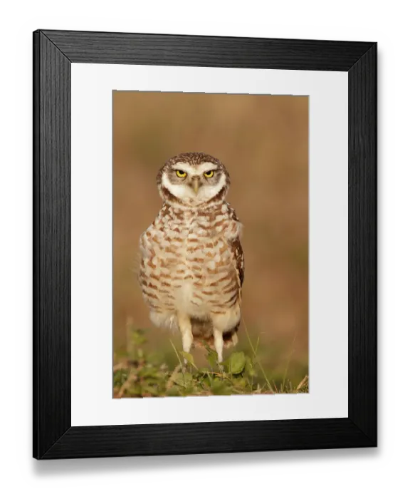 Framed Print : Burrowing Owl (Athene cunicularia), Florida, USA Framed Print : Burrowing Owl (Athene cunicularia), Florida, USA