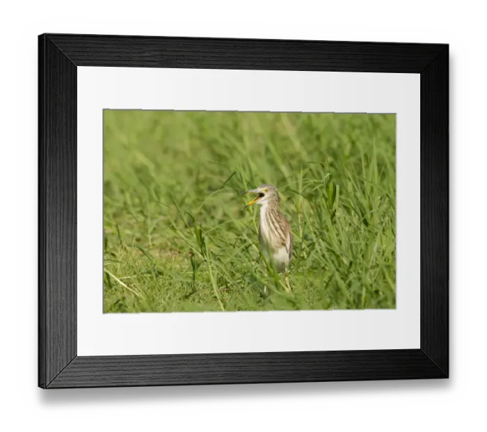 Framed Print : Chinese Pond Heron (Ardeola bacchus), Phetchaburi, Thailand Framed Print : Chinese Pond Heron (Ardeola bacchus), Phetchaburi, Thailand