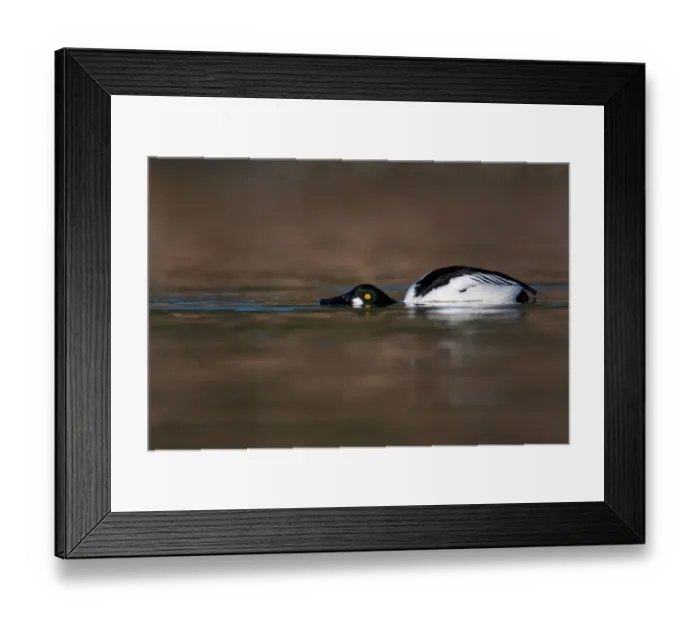 Framed Print : Common Goldeneye (Bucephala clangula) male, British Columbia, Canada Framed Print : Common Goldeneye (Bucephala clangula) male, British Columbia, Canada