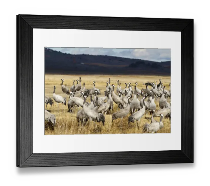 Framed Print : Common Crane (Grus grus), Laguna de Gallocanta, Spain Framed Print : Common Crane (Grus grus), Laguna de Gallocanta, Spain