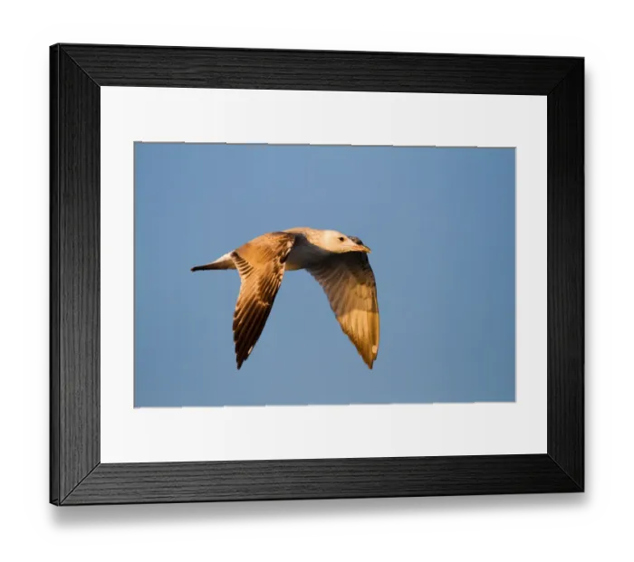 Framed Print : Caspian Gull (Larus cachinnans) flying, Baden-Wuerttemberg, Germany Framed Print : Caspian Gull (Larus cachinnans) flying, Baden-Wuerttemberg, Germany