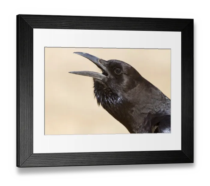 Framed Print : Cape Crow (Corvus capensis), Northern Cape, Kgalagadi Transfrontier Park, South Africa Framed Print : Cape Crow (Corvus capensis), Northern Cape, Kgalagadi Transfrontier Park, South Africa