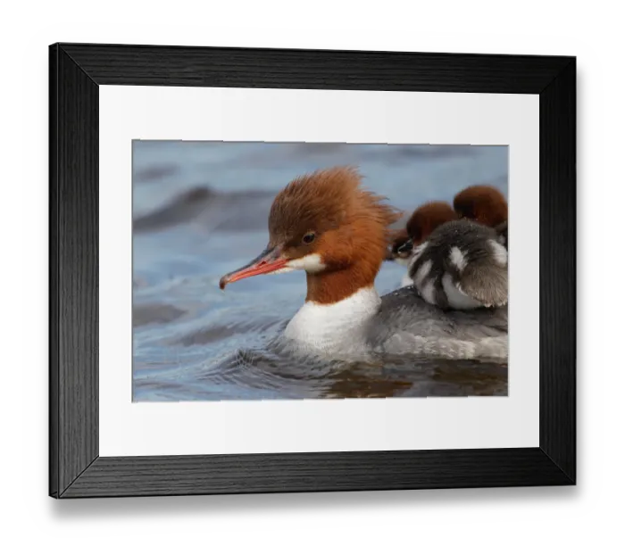 Framed Print : Common Merganser (Mergus merganser) female with chicks, Bavaria, Germany Framed Print : Common Merganser (Mergus merganser) female with chicks, Bavaria, Germany