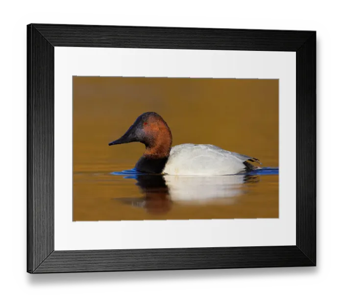 Framed Print : Canvasback (Aythya valisineria) male, British Columbia, Canada Framed Print : Canvasback (Aythya valisineria) male, British Columbia, Canada