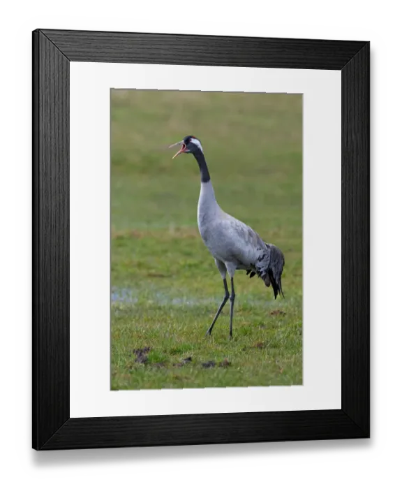 Framed Print : Common Crane (Grus grus), Mecklenburg-Western Pomerania, Germany