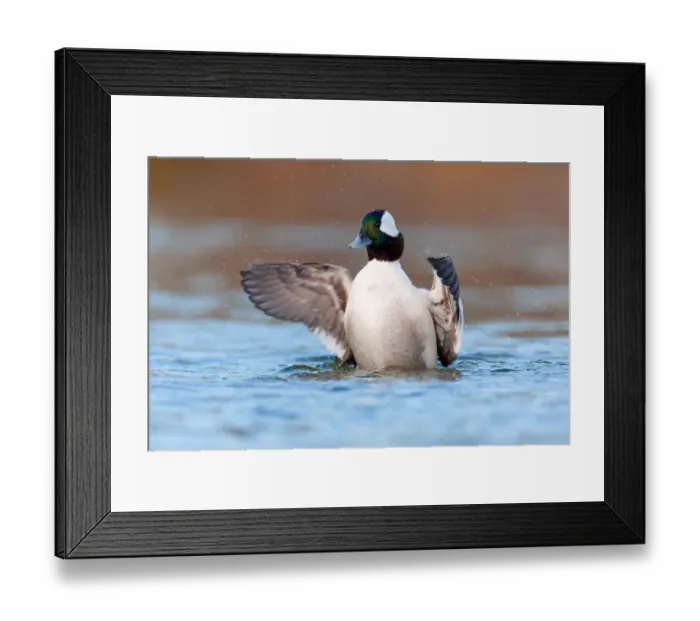 Framed Print : Bufflehead (Bucephala albeola) male, British Columbia, Canada Framed Print : Bufflehead (Bucephala albeola) male, British Columbia, Canada