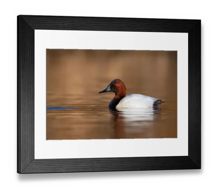 Framed Print : Canvasback (Aythya valisineria) male, British Columbia, Canada Framed Print : Canvasback (Aythya valisineria) male, British Columbia, Canada
