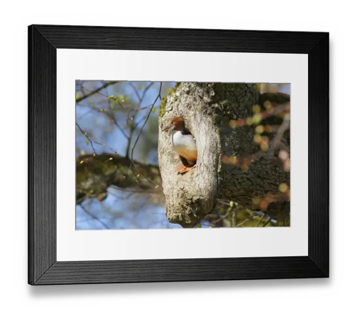 Framed Print : Common Merganser (Mergus merganser) female, Bavaria, Germany Framed Print : Common Merganser (Mergus merganser) female, Bavaria, Germany