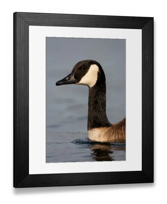 Framed Print : Canada Goose (Branta canadensis), Berlin, Germany Framed Print : Canada Goose (Branta canadensis), Berlin, Germany