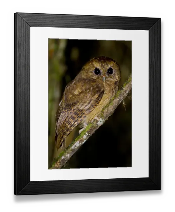 Framed Print : Cinnamon Screech Owl (Megascops petersoni), Abra Patricia Protected Area, Peru
