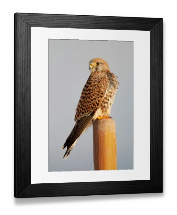 Framed Print : Common Kestrel (Falco tinnunculus), Zurich, Switzerland Framed Print : Common Kestrel (Falco tinnunculus), Zurich, Switzerland