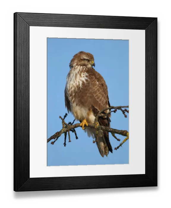 Framed Print : Common Buzzard (Buteo buteo), Aargau, Switzerland Framed Print : Common Buzzard (Buteo buteo), Aargau, Switzerland
