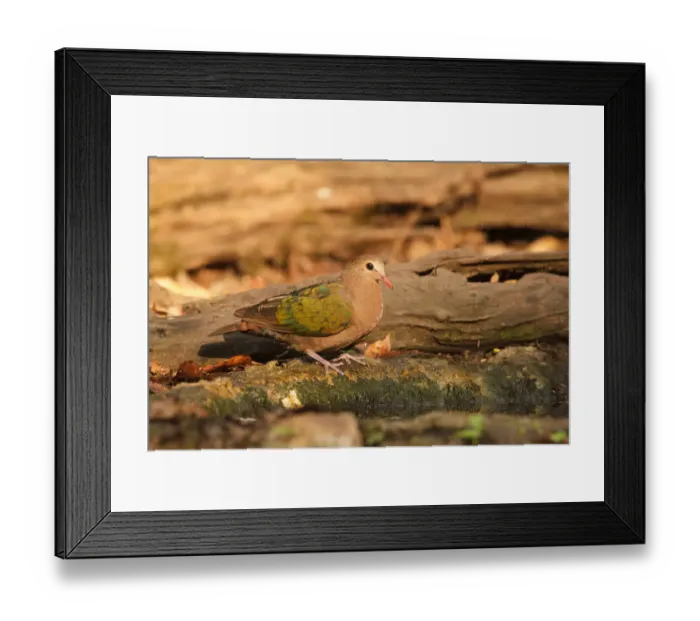 Framed Print : Common Emerald Dove (Chalcophaps indica) female, Kaeng Krachan, Thailand Framed Print : Common Emerald Dove (Chalcophaps indica) female, Kaeng Krachan, Thailand