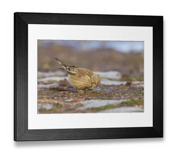 Framed Print : Common Linnet (Linaria cannabina) female, Morocco Framed Print : Common Linnet (Linaria cannabina) female, Morocco
