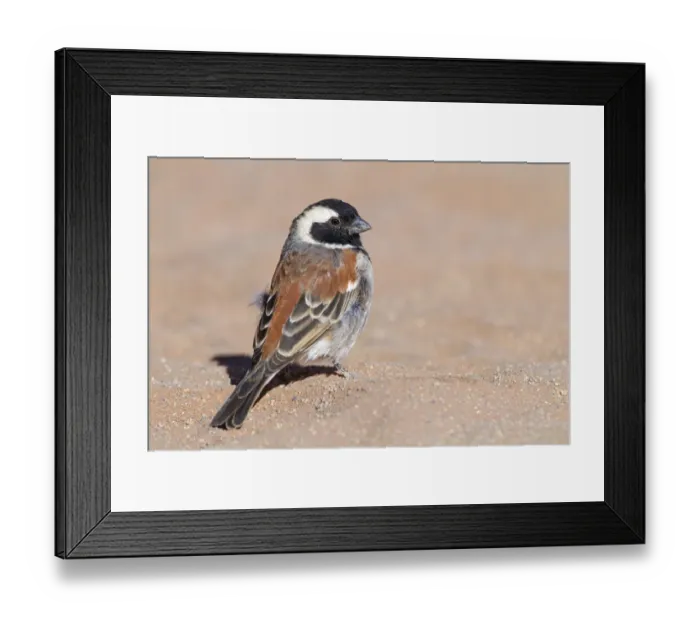 Framed Print : Cape Sparrow (Passer melanurus) male, Hardap, Namib-Naukluft National Park, Namibia Framed Print : Cape Sparrow (Passer melanurus) male, Hardap, Namib-Naukluft National Park, Namibia