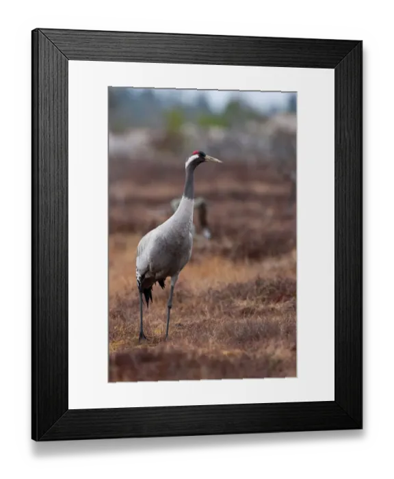 Framed Print : Common Crane (Grus grus), Sweden Framed Print : Common Crane (Grus grus), Sweden