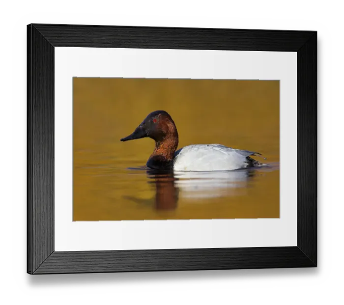 Framed Print : Canvasback (Aythya valisineria) male, British Columbia, Canada Framed Print : Canvasback (Aythya valisineria) male, British Columbia, Canada