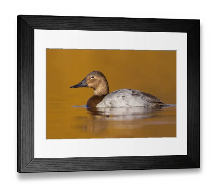 Framed Print : Canvasback (Aythya valisineria) female, British Columbia, Canada Framed Print : Canvasback (Aythya valisineria) female, British Columbia, Canada