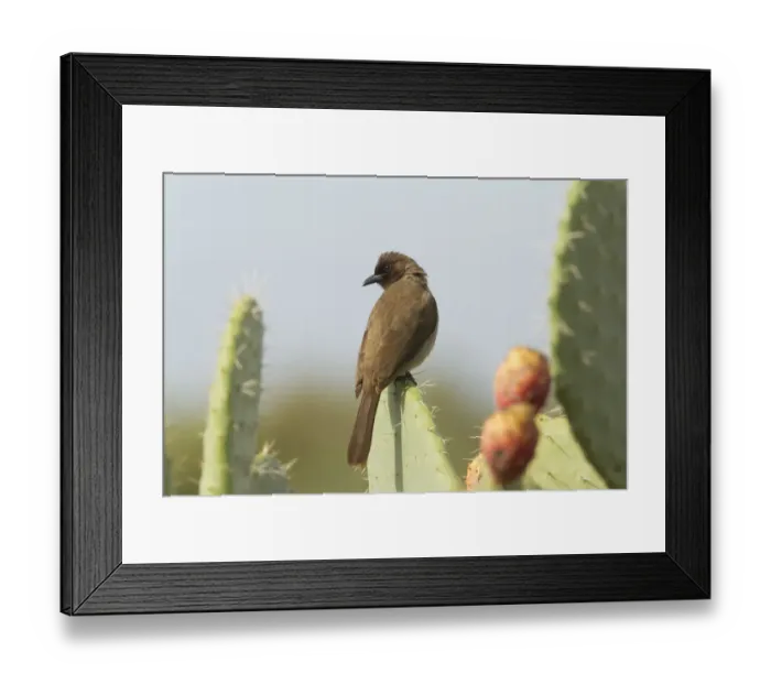 Framed Print : Common Bulbul (Pycnonotus barbatus), Morocco Framed Print : Common Bulbul (Pycnonotus barbatus), Morocco