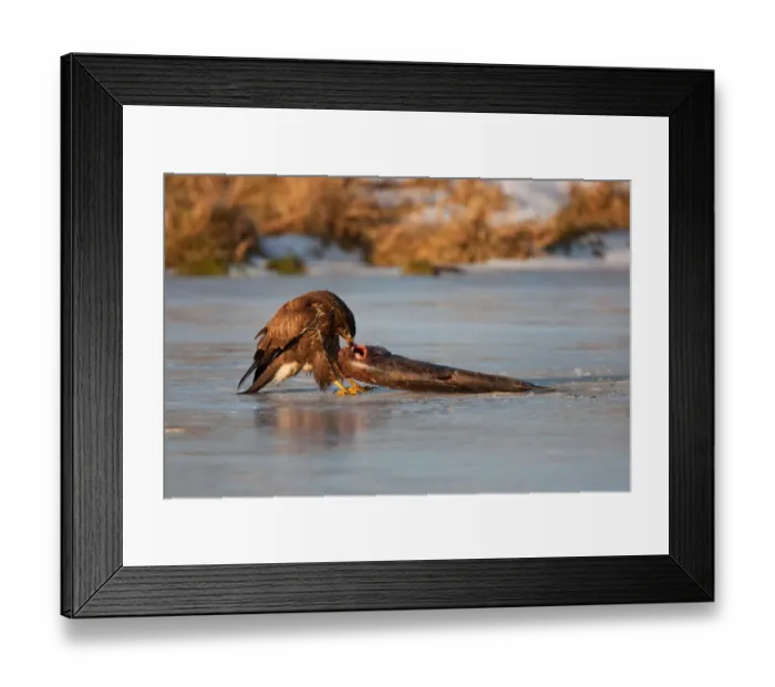 Framed Print : Common Buzzard (Buteo buteo), Mecklenburg-Western Pomerania, Germany Framed Print : Common Buzzard (Buteo buteo), Mecklenburg-Western Pomerania, Germany