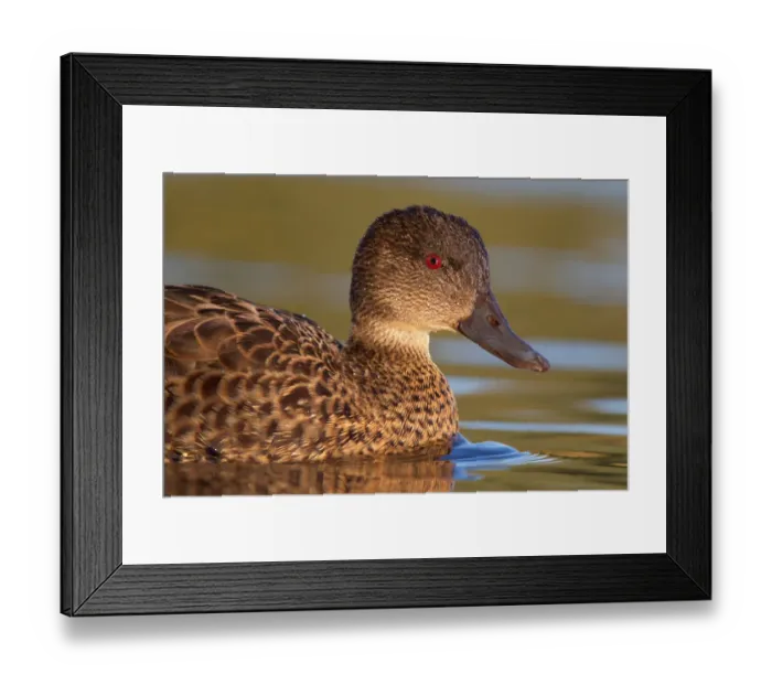 Framed Print : Chestnut Teal (Anas castanea), Victoria, Australia Framed Print : Chestnut Teal (Anas castanea), Victoria, Australia